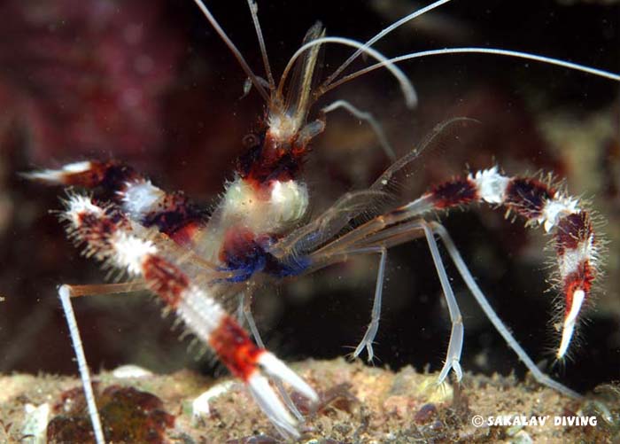 photo plongée macro Madagascar